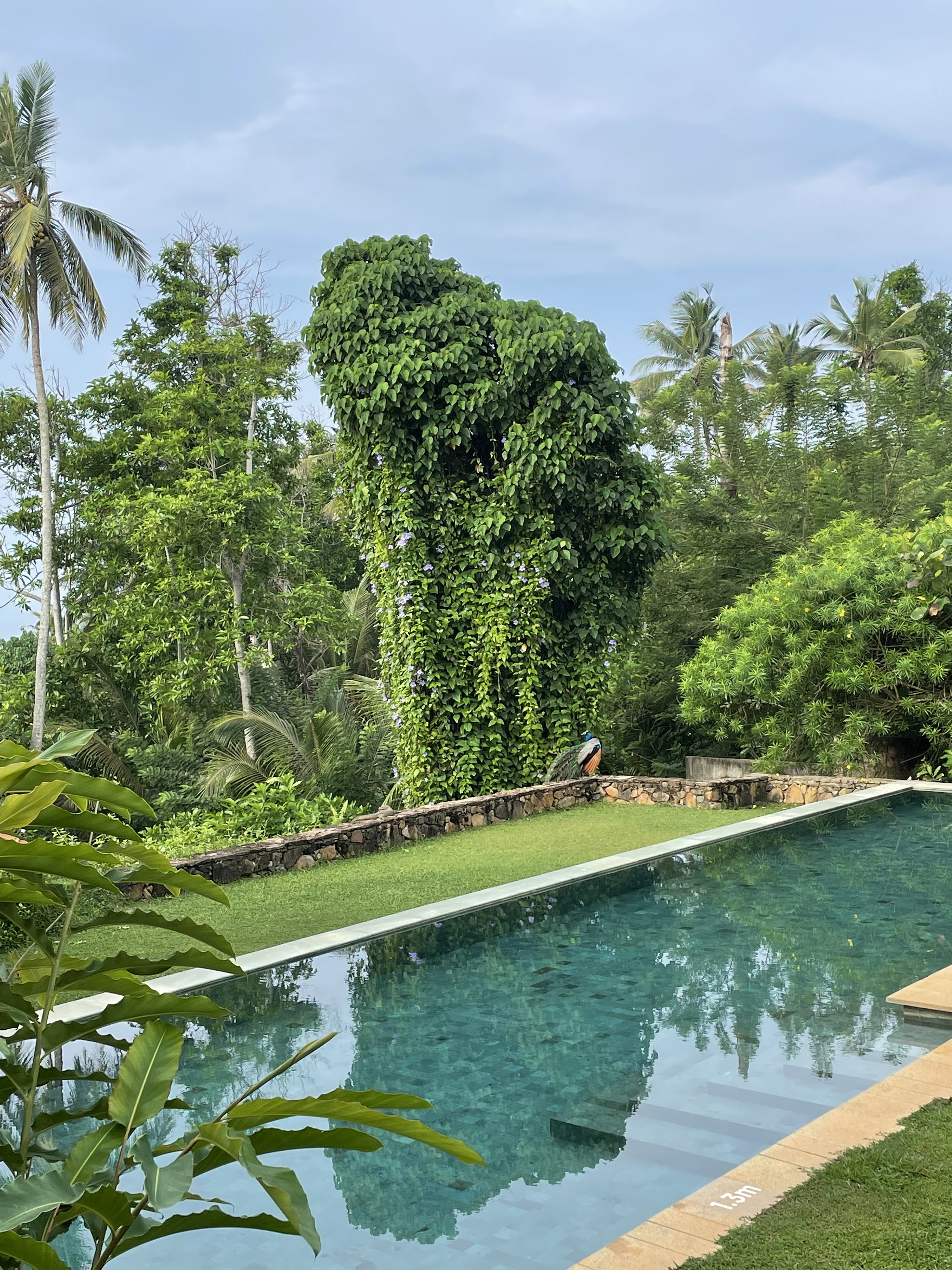 Cape Weligama 3